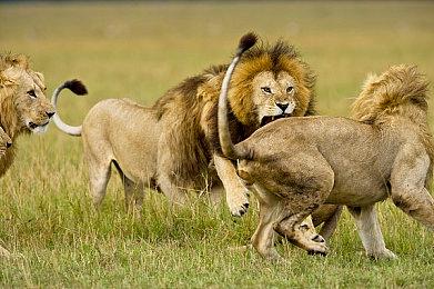 任天堂发布《塞尔达传说：智慧的再现》新CM 9月26日发售